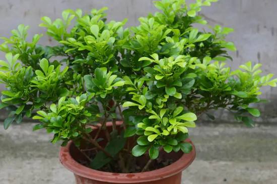 米兰花种植方法