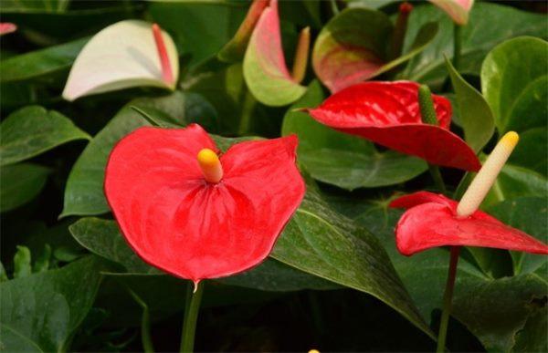 火鹤花栽培用泡根