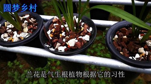 法国兰栽培方法