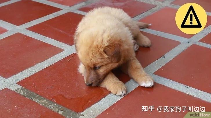 如何训练土狗大小便