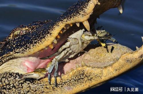鳄鱼买回来不吃东西怎么办
