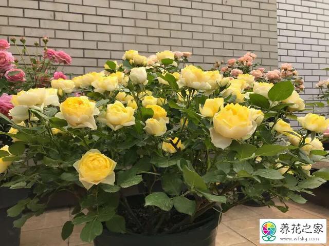 栽培月季花