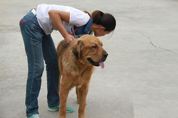 牵犬师怎么训练犬