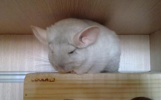 龙猫拉水不吃东西怎么办
