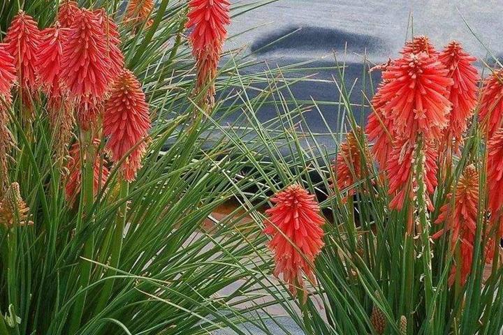 火炬花的栽培与管理