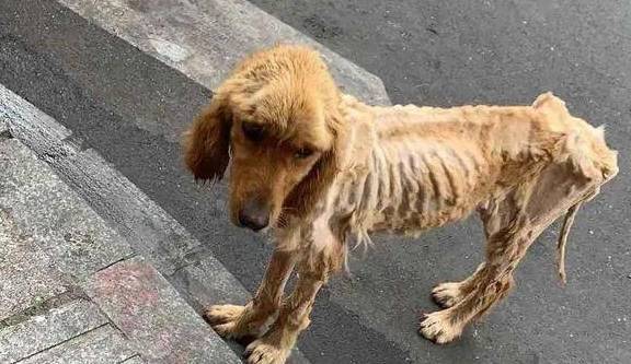 狗狗消瘦不吃东西