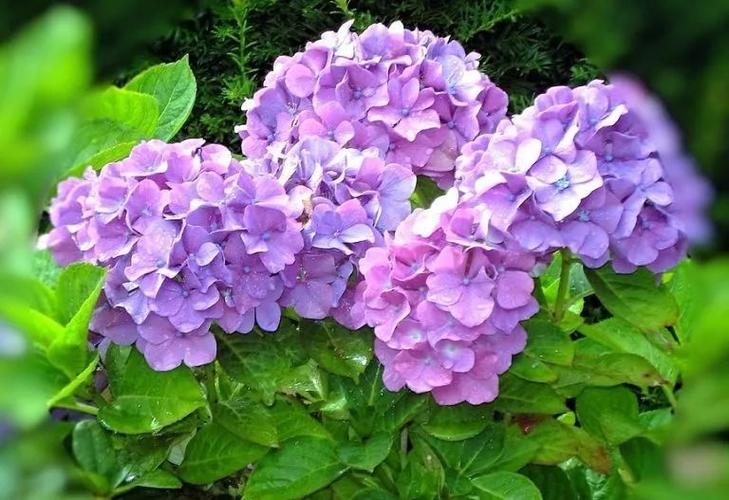 紫阳花的栽培与养护