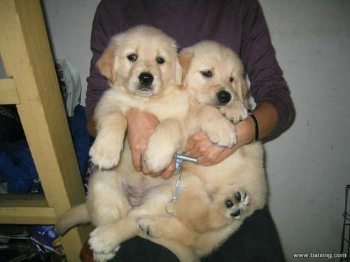 训练纯种金毛幼犬