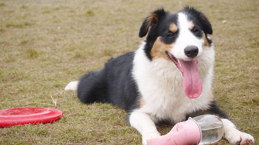 怎么训练边境牧羊犬接飞盘
