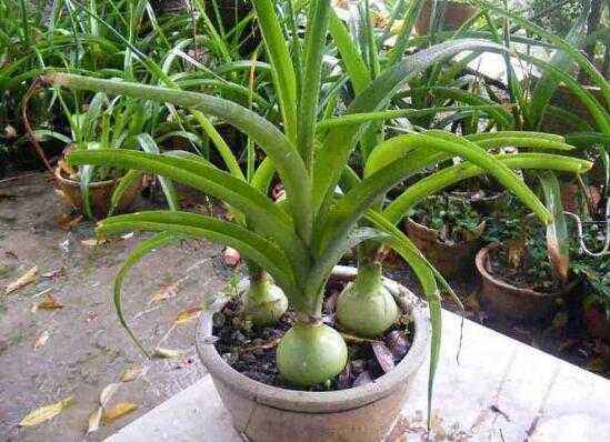 肉万年青种植方法