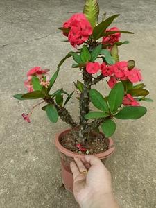 大叶刺梅栽培技巧