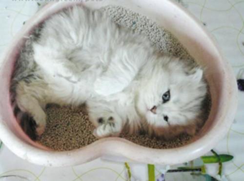 两个月的猫不吃东西 便秘