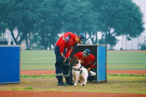 成都狗狗训练学校