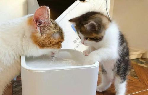 猫咪不吃东西肚子鼓胀