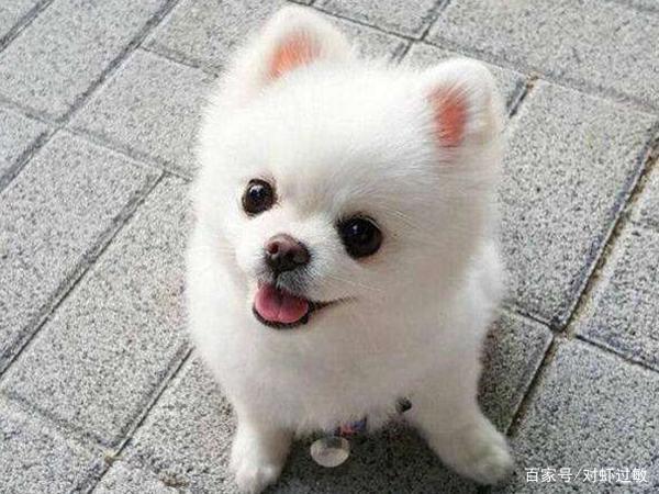 博美犬怀孕不吃东西怎么办