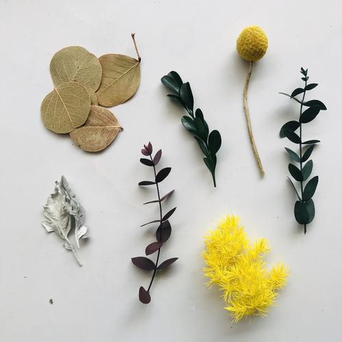 干花栽培