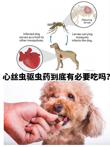 小狗吃驱虫药不吃东西怎么排虫子