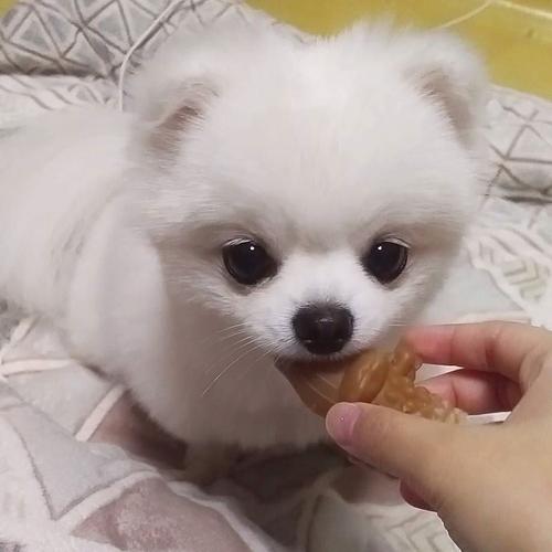 博美吐不吃东西怎么办