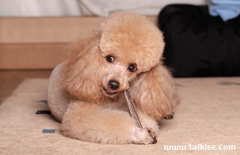 泰迪狗为什么不吃东西怎么办
