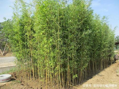 竹子的栽培