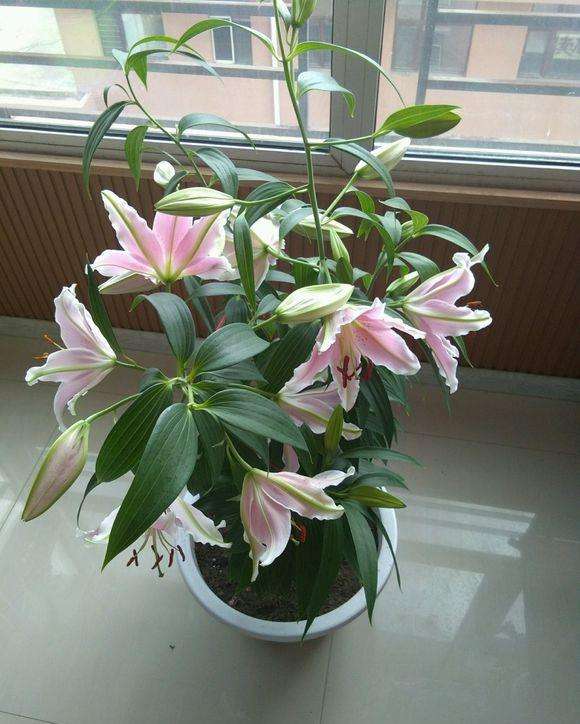 盆栽百合花怎么种植方法