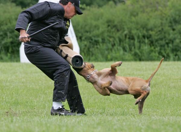 比特犬打斗前训练
