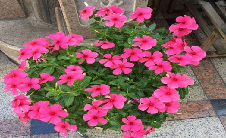 长春花的栽培
