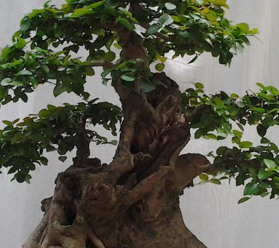 树桩盆景的制作与栽培