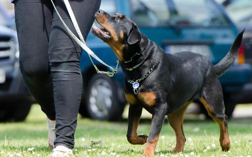 防暴犬怎样训练