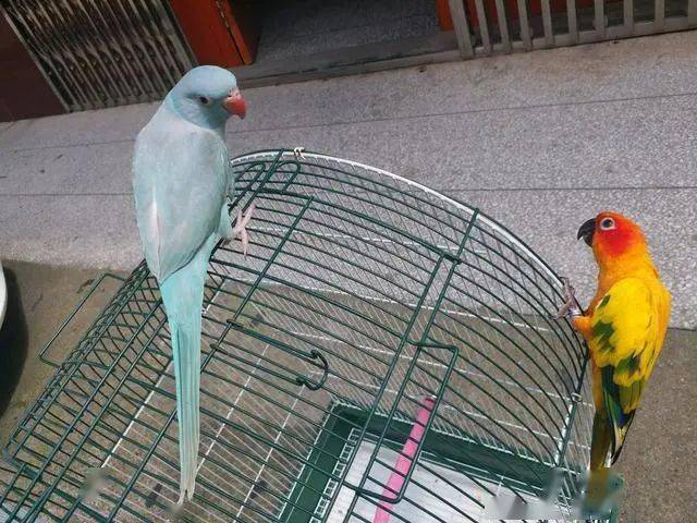 如何训练鸟上厕所