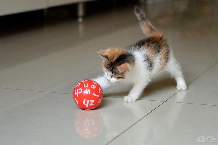小猫的训练方法