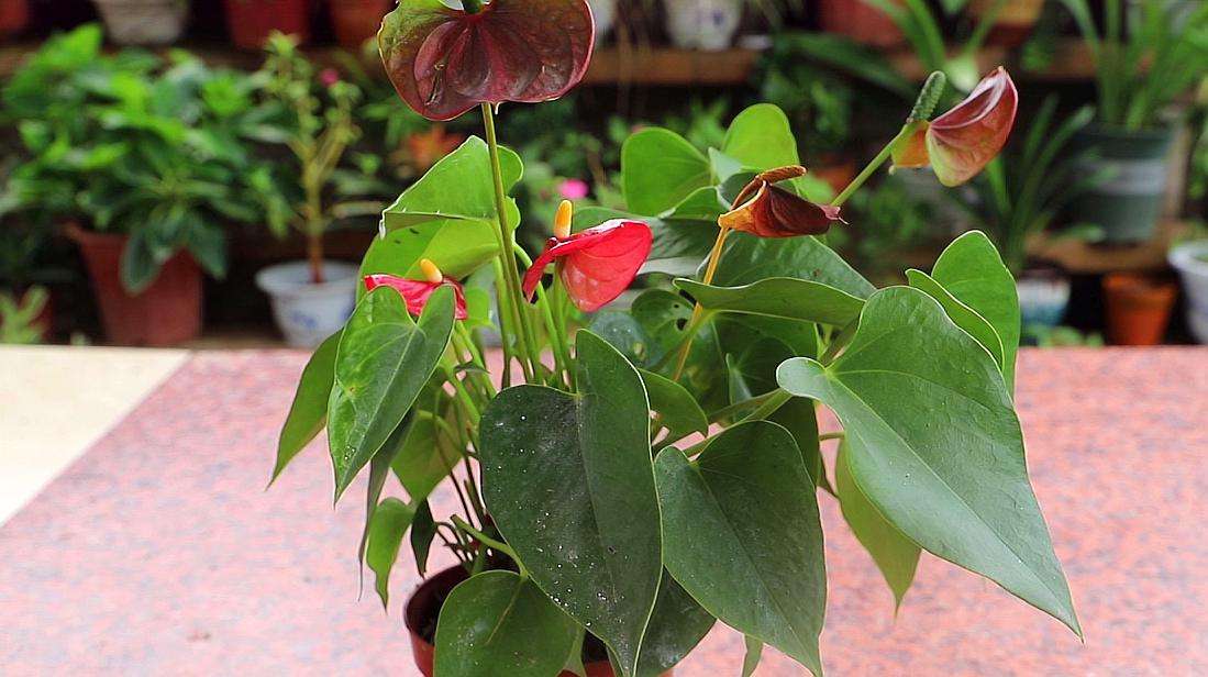红掌怎么种植方法