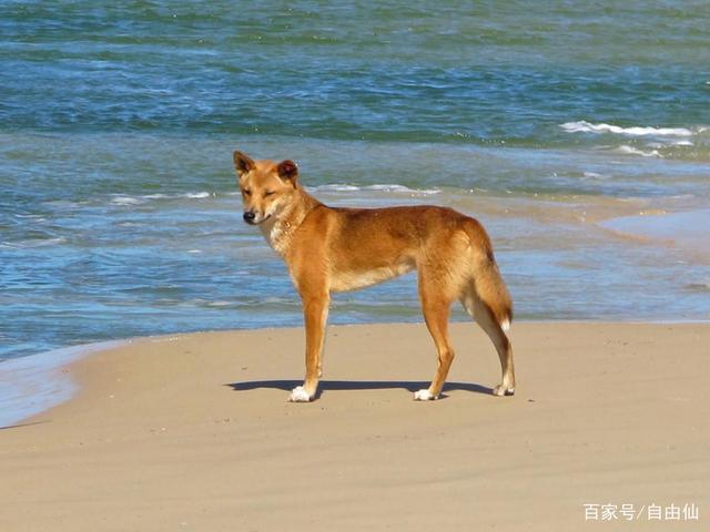 训练狗野化