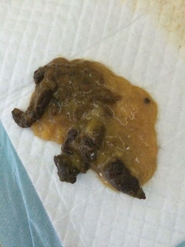 金毛吐拉稀不吃东西怎么办