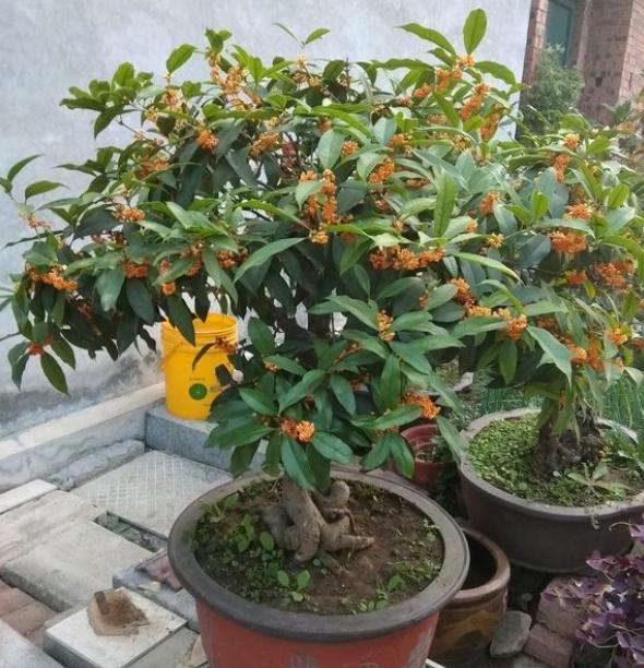 桂花花的养殖方法