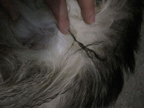 生完小狗十多天水门流东西