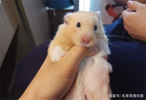 仓鼠熊怎么训练