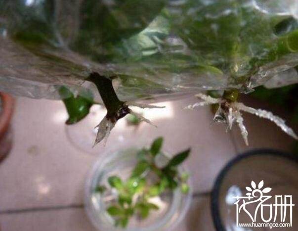 植物扦插的注意事项