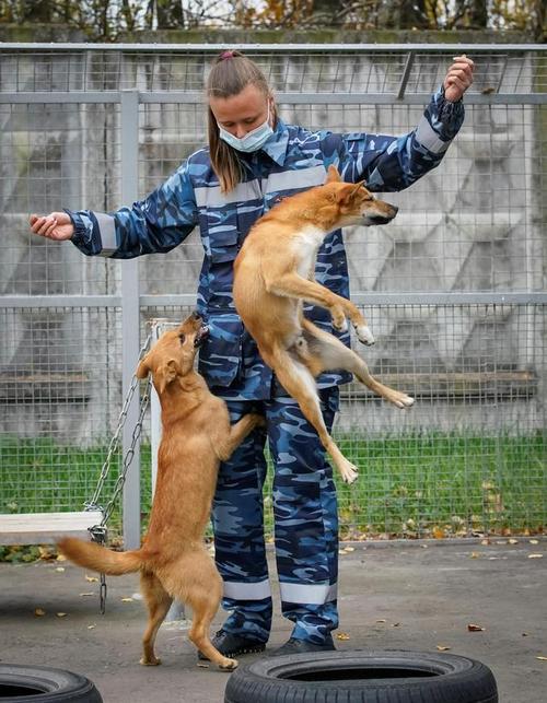 嗅探犬如何训练