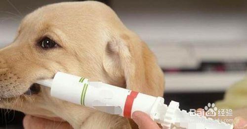 狗怀孕不吃东西拉肚子怎么办啊