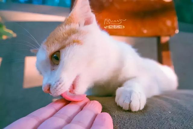 猫为什么要舔着吃东西