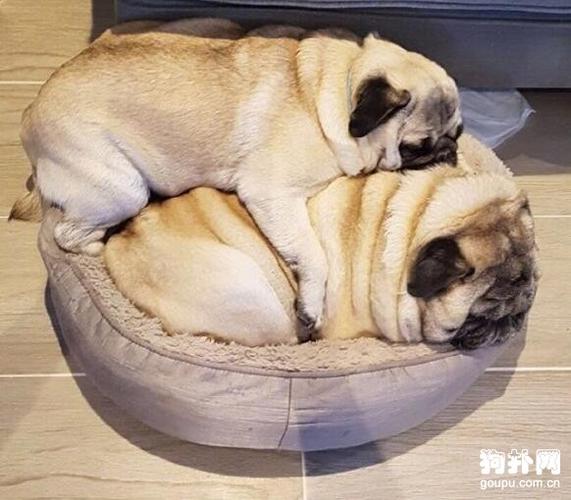 小八哥犬怎么训练