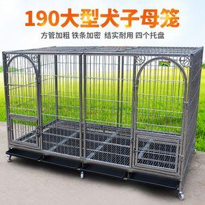 母狗训练狗笼
