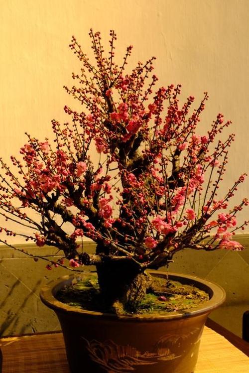 盆栽梅花的栽培与管理