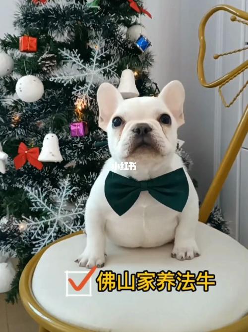 法牛都需要准备什么东西
