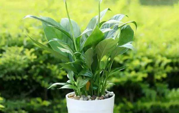 万年青如何插植栽培