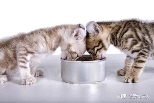 猫能饿几天不吃东西怎么办