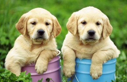 办犬带什么东西