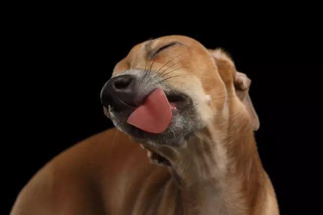 狗狗总舔东西