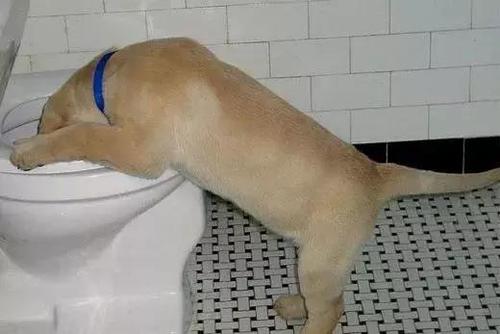 狗狗呕吐后还吃东西怎么办啊
